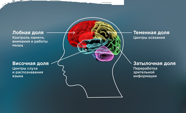 Антистарение мозга - Михаил Батин, Веремеенко Дмит_0.jpg